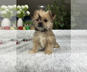 Shorkie Tzu Puppy for sale in GREENFIELD, IN, USA