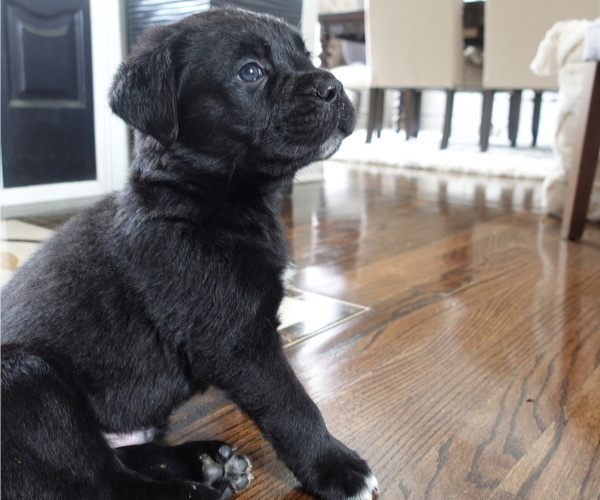Full screen Photo #3 Cane Corso Puppy For Sale in STOCKBRIDGE, GA, USA