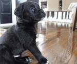 Small Photo #3 Cane Corso Puppy For Sale in STOCKBRIDGE, GA, USA