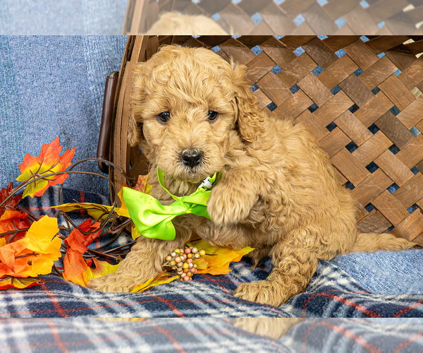 Medium Photo #4 Goldendoodle (Miniature) Puppy For Sale in ROY, UT, USA