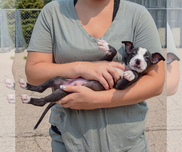 Medium Photo #5 Labsky Puppy For Sale in Huntley, IL, USA