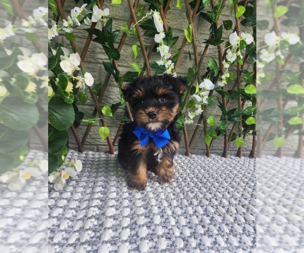 Medium Photo #6 Morkie Puppy For Sale in INDIANAPOLIS, IN, USA