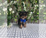 Small #5 Morkie