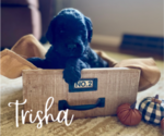 Puppy Trisha Goldendoodle