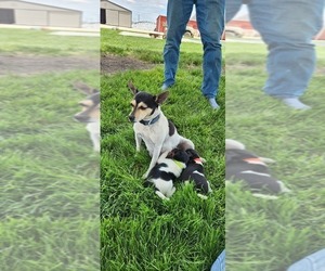 Mother of the Rat Terrier puppies born on 04/16/2025