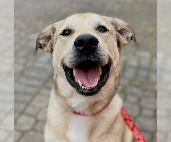 Medium Photo #21 Anatolian Shepherd-Unknown Mix Puppy For Sale in Canton, CT, USA