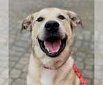 Small #20 Anatolian Shepherd Mix