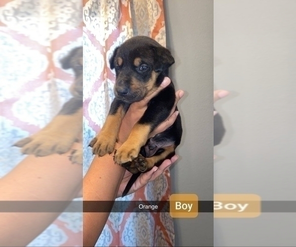 Medium Photo #1 Doberman Pinscher-Rottweiler-American Pit Bull Terrier Mix Puppy For Sale in KANSAS CITY, KS, USA