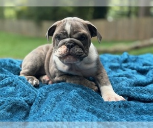 English Bulldog Puppy for sale in POWHATAN, VA, USA