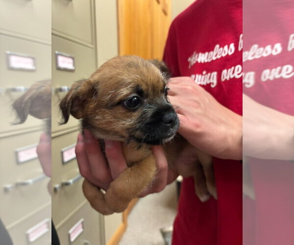 Medium Photo #2 Pominese Puppy For Sale in Grafton, WI, USA