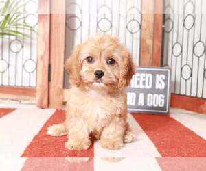 Cavapoo Puppy for sale in NAPLES, FL, USA