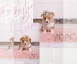 Puppy Dulce Pembroke Welsh Corgi