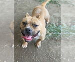 Small #2 American Pit Bull Terrier Mix
