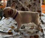 Small Photo #2 French Bulldog Puppy For Sale in UNDERWOOD, IA, USA