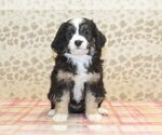 Small #2 Miniature Bernedoodle