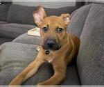 Small #1 American Pit Bull Terrier