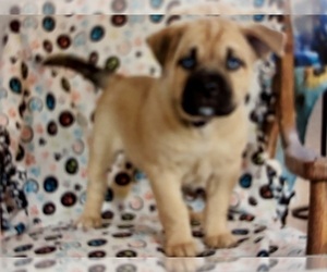 Medium Pug-Siberian Husky Mix