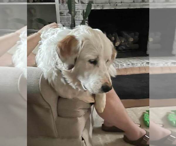 Medium Photo #5 Great Pyrenees Puppy For Sale in Kennesaw, GA, USA