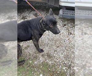 German Shepherd Dog Dogs for adoption in Houston, TX, USA