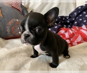 French Bulldog Puppy for sale in JOHNS ISLAND, SC, USA