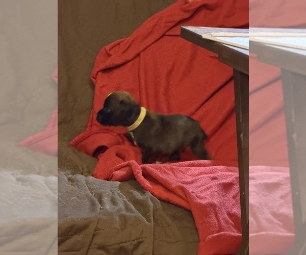 Medium Photo #4 Boxer Puppy For Sale in LANSING, MI, USA