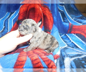 French Bulldog Puppy for sale in LAMAR, MS, USA