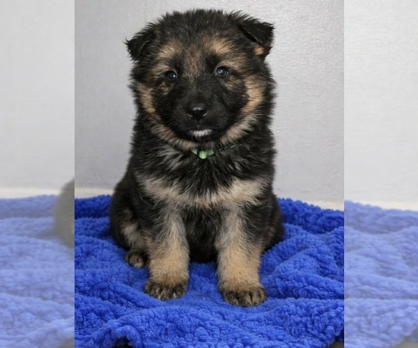 Medium Photo #3 German Shepherd Dog Puppy For Sale in MARYSVILLE, PA, USA