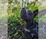 Small Photo #3 Staffordshire Bull Terrier-Unknown Mix Puppy For Sale in oakland, FL, USA