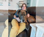 Small #4 Great Dane Mix