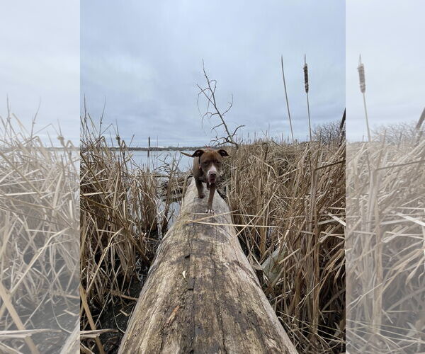 Medium Photo #23 American Pit Bull Terrier-American Staffordshire Terrier Mix Puppy For Sale in Techny, IL, USA