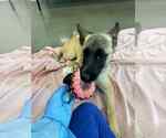 Small #1 Mutt