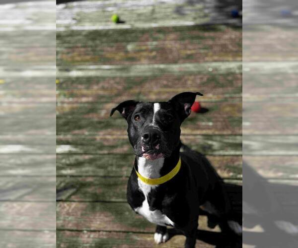 Medium Photo #10 Mutt Puppy For Sale in Abbeville, LA, USA
