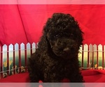 Small Photo #8 Poodle (Miniature) Puppy For Sale in AVA, MO, USA