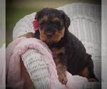 Small Photo #3 Airedale Terrier Puppy For Sale in EWING, IL, USA