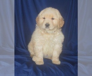 Golden Retriever Puppy for sale in SHILOH, OH, USA