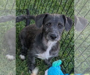 Poodle (Standard)-Shih Tzu Mix Dogs for adoption in San Bernardino, CA, USA