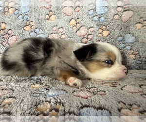Medium Miniature Australian Shepherd