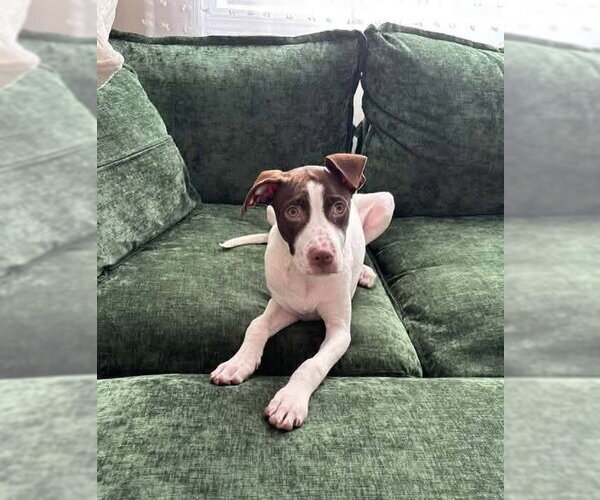 Medium Photo #1 Aussie Siberian Puppy For Sale in Southbury, CT, USA