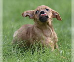Small #2 Chiweenie