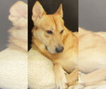 Small Carolina Dog