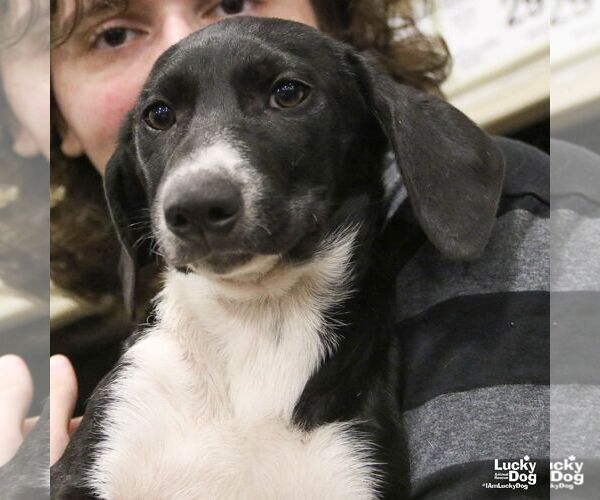 Medium Photo #3 Basset Hound-Unknown Mix Puppy For Sale in Washington, DC, USA