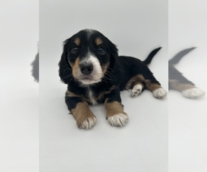 Dachshund Puppy for Sale in FAIRBANK, Iowa USA