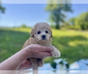Cavapoo Puppy for Sale in CONROE, Texas USA