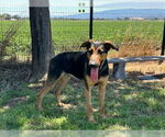 Small #1 Doberman Pinscher Mix