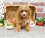 Image preview for Ad Listing. Nickname: Oakley