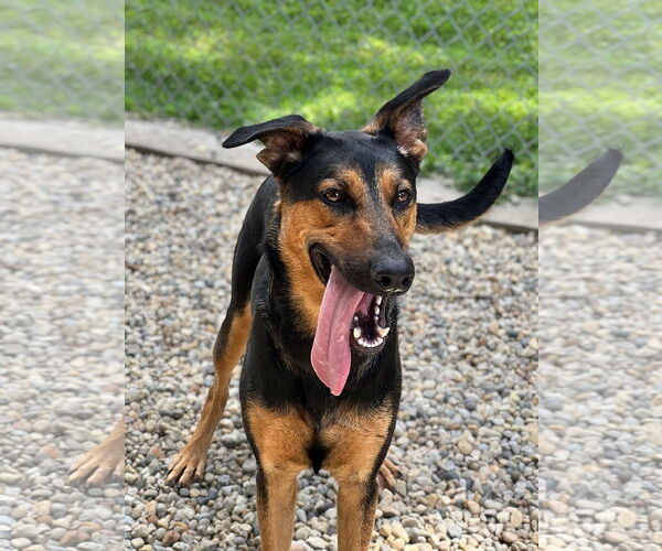 Medium Photo #4 Mutt Puppy For Sale in Manchester, MO, USA