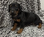 Puppy Flower Doberman Pinscher