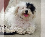 Small #2 Mutt