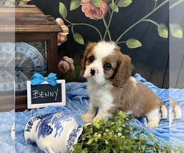 Medium Photo #2 Cavalier King Charles Spaniel Puppy For Sale in ABILENE, TX, USA