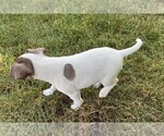 Small Photo #2 Rat Terrier Puppy For Sale in FREDERICKSBG, OH, USA